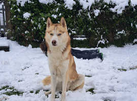 BRACKEN, Beautiful Red Husky Male for Stud