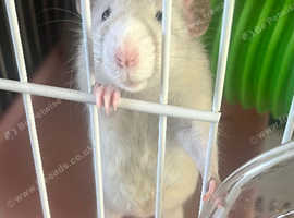 3 Male Rats & cage