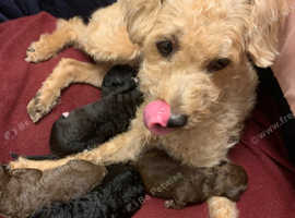 Beautiful toy poodle puppy  for sale