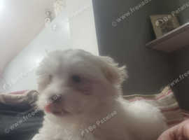 9weeks boy
