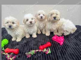 F1 goldondoodles 5 girls available