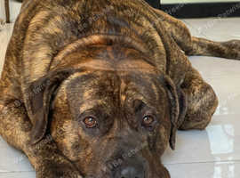 Rehoming Our Beloved presa Canario - A Gentle, Loyal Protector