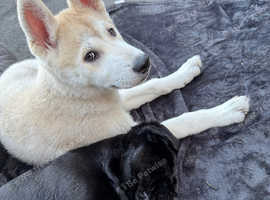 2 pups for sale