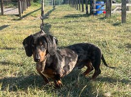 Stunning dapple miniature dachshund dog