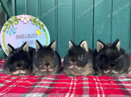 Netherland Dwarf Boys (2 left available)