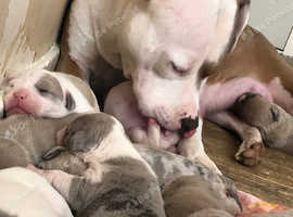 Staffordshire bullterrier cross French bulldog