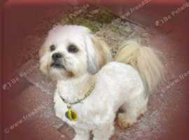Lhasa apsos girl 4 years old