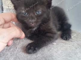 Black kittens