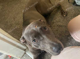 Daisy the whippet cross