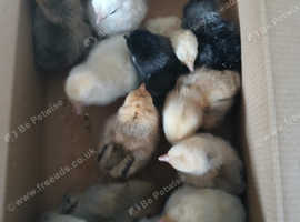 3 x day old Pekin Bantam chicks and heated brooder