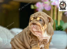 KC Reg English Bulldog