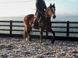 Chunky 15.2hh 6 year old section D gelding. Sweet all rounder type