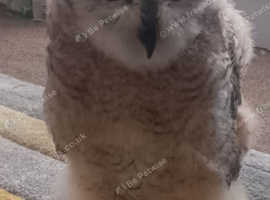 Great horn owl chick