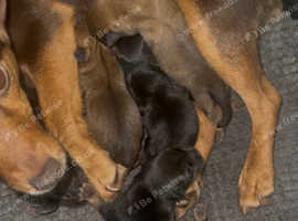 Norjack puppies