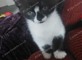 Kittens for sale in small sale heath