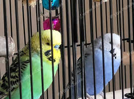 Budgies female ( Blueberry )  and male (.Kiwi ) for good and loving home