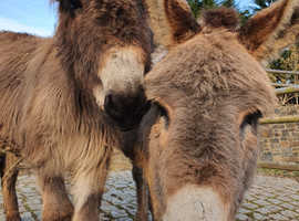 x2 Male Miniature Donkeys for Sale