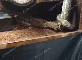 Two carpet pythons