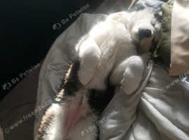 Gorgeous female husky puppy