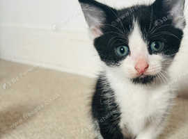 Beautiful Kittens for Sale !