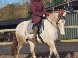 Stunning allrounder