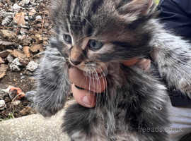 Siberian kitty for Sell,