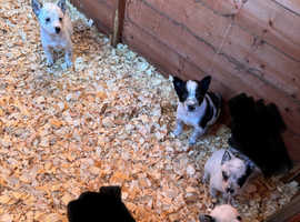 4 male cattle dog pups