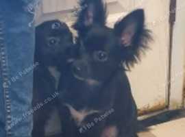 Blue Chihuahua In Liverpool Dogs And Puppies For Sale And Rehome