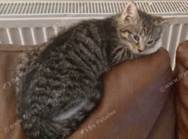 Missing Cat Barkisland - Halifax