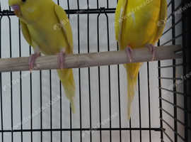 2 young budgies