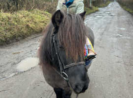 Shetland gelding