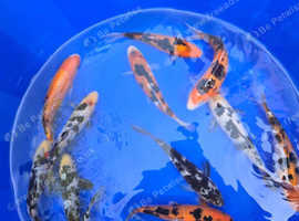 Koi Carp & Pond Fish - pond Closure
