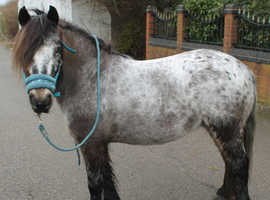 Beautiful Bella shetland