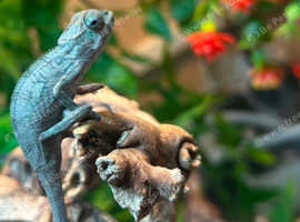 Nosy Mitsio Panther Chameleon at Birmingham Reptiles