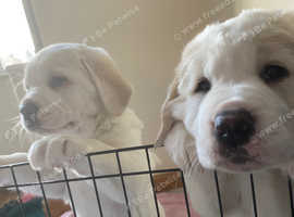7 week old Alabai