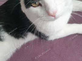 Cat for sale