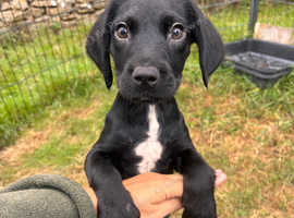 Springador Puppies
