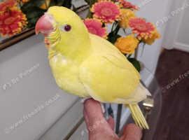 Ringneck yellow