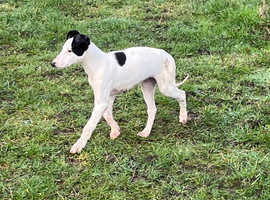 Lurchers for store sale north west