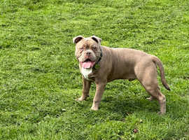 Pocket Bully Cross Old English Bully in Southampton SO18 on Freeads ...