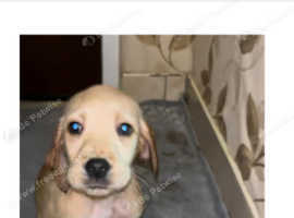 11 week old puppy for sale