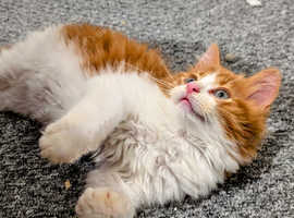 Male kitten for sale