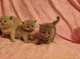 Beautiful British short hair kittens