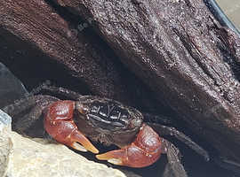 Red Claw Crab Perisesarma bidens