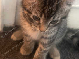 1 month kitten
