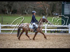 Meet Fizz a bombproof my 1st 2nd pony she does everything when told gentle pony