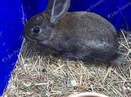 baby rabbit