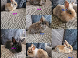 Baby lion head rabbits ready now