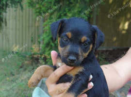 Black and best sale tan patterdale