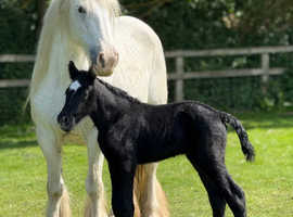 Traditional cob x welsh d